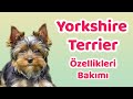 Yorkshire Terrier özellikleri, bakımı, beslenmesi, sağlığı ve eğitimleri
