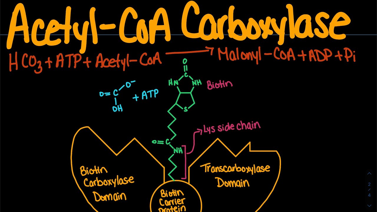 Acetyl CoA Carboxylase Biochemistry YouTube Acetyl CoA Carboxylase Biochemistry YouTube
