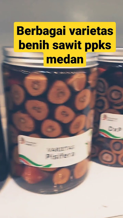 Berbagai jenis varietas benih kelapa sawit PPKS Medan #sawit #viral #shortvideo