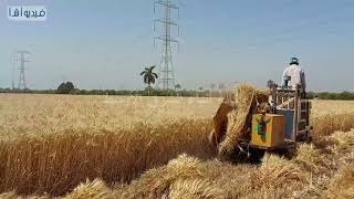إستخدام الميكنة الزراعية في حصاد القمح بالقليوبية