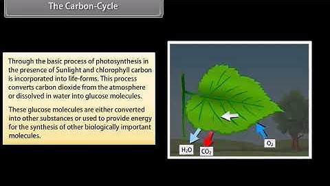 Class 9  BIOLOGY   ENG Natural Resources II