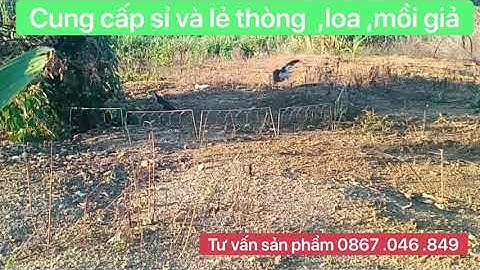 Bẫy chim quốc bằng thòng lọng-cách bẫy chim quốc hiệu quả nhất mọi thời đại