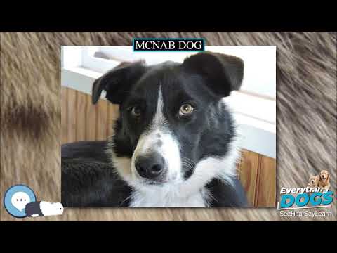 Video: Een persoonlijke kennismaking met een McNab-hond