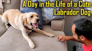 A Day in the Life of a One Year Old Labrador Dog | Dog vlog in Hindi
