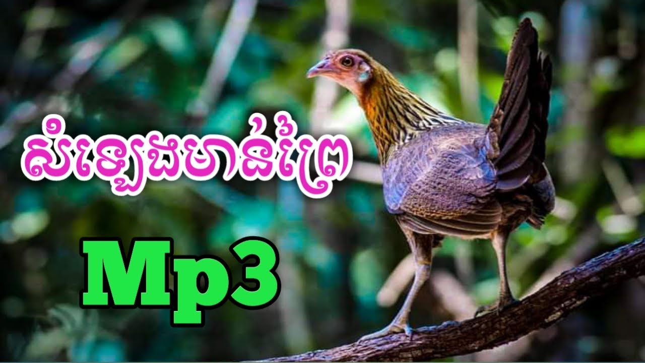 សំឡេងមាន់ព្រៃមេឮច្បាស់100% The Sounds of wild chickens