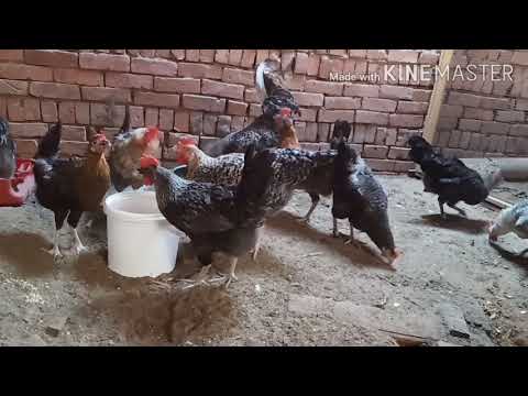 علاج مشكلة تساقط الريش عند الفراخ البياضه القلش