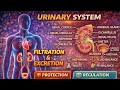 Human Urinary System | Structure &amp; Function Explained Simply