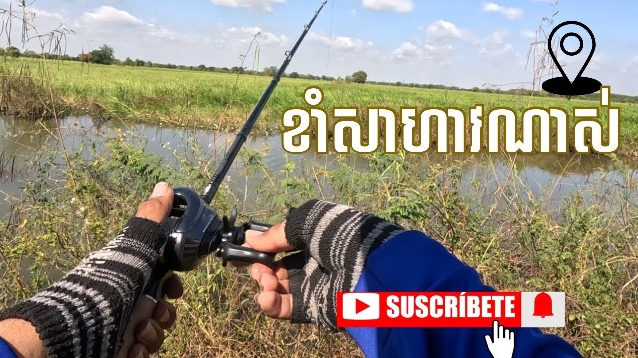 ប្លង់​ថ្មី​ត្រី​ខាំ​ច្រេីន​ណាស់​ | fishing snakehead in Cambodia