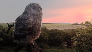 Tawny Owlets' First Flights | Luna & Bomber | Wild Lives | Robert E Fuller