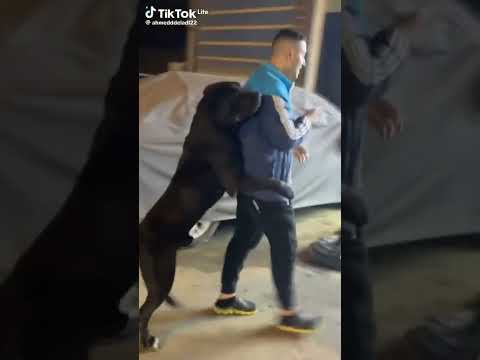 حتى الكلاب بقت بتشحت والنبي لا تجيب جنيه