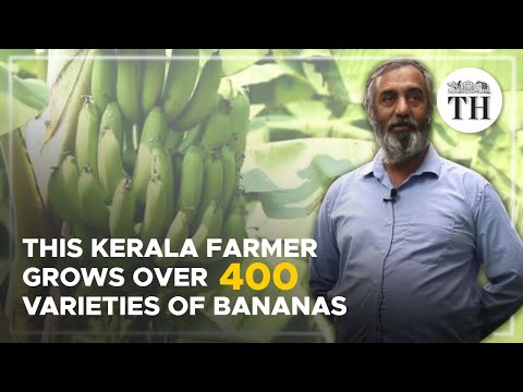 This Kerala farmer grows over 400 varieties of bananas | The Hindu