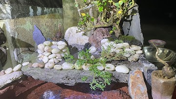 Cây đa giếng nước sân đình