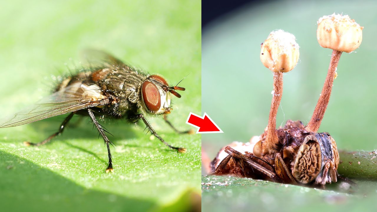 ハエからキノコが生えてきたので撮影しました Youtube ハエからキノコが生えてきたので撮影しました Youtube