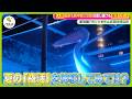 【猛暑で人気】東京近郊「夜活」オススメ3スポット 日差しを避けて楽しめるプールや水族館 夜だけ割引も…【ノンストップ!】