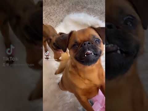 Video: Brussels Griffon