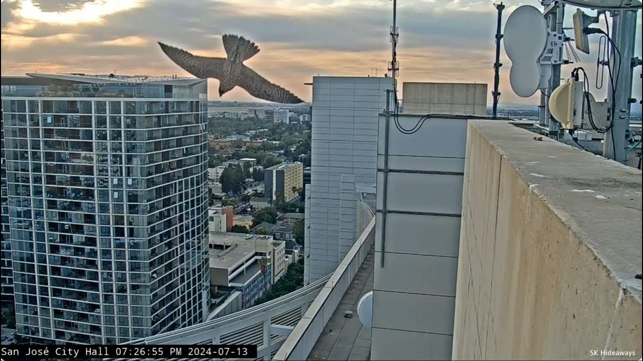San Jose CH Falcons Alma & Lucia's nighttime zoomies before bed 🚀 2024