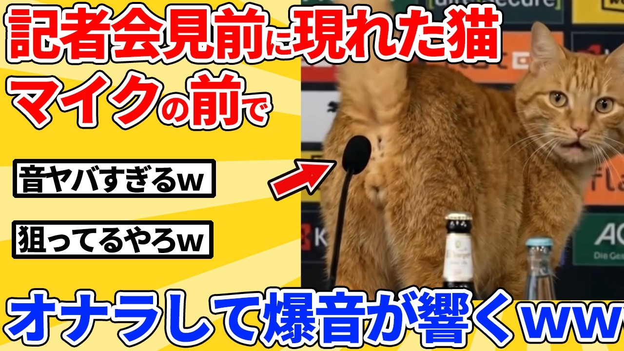 【2ch動物スレ】記者会見前に現れた猫→マイクの前でオナラした結果ｗｗｗｗｗ
