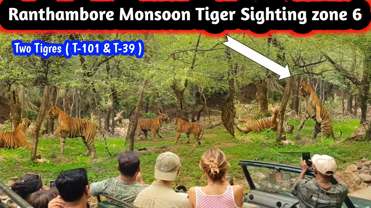 Ranthambore Monsoon Tiger Sighting Zone 6 I Tiger trying to Fight I Rainy time Best Tiger Spotted