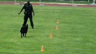 U.S.P.C.A. Reigon 15 Trials  Obediance