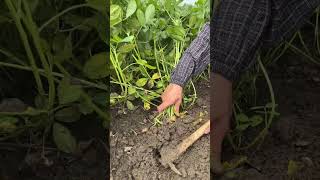 LR 32019826 mini rotary tilling and riding all-in one tree 🌳 short view