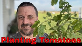 Planting Tomatoes for Maximum Yield & Flavor (Beginner Friendly!)