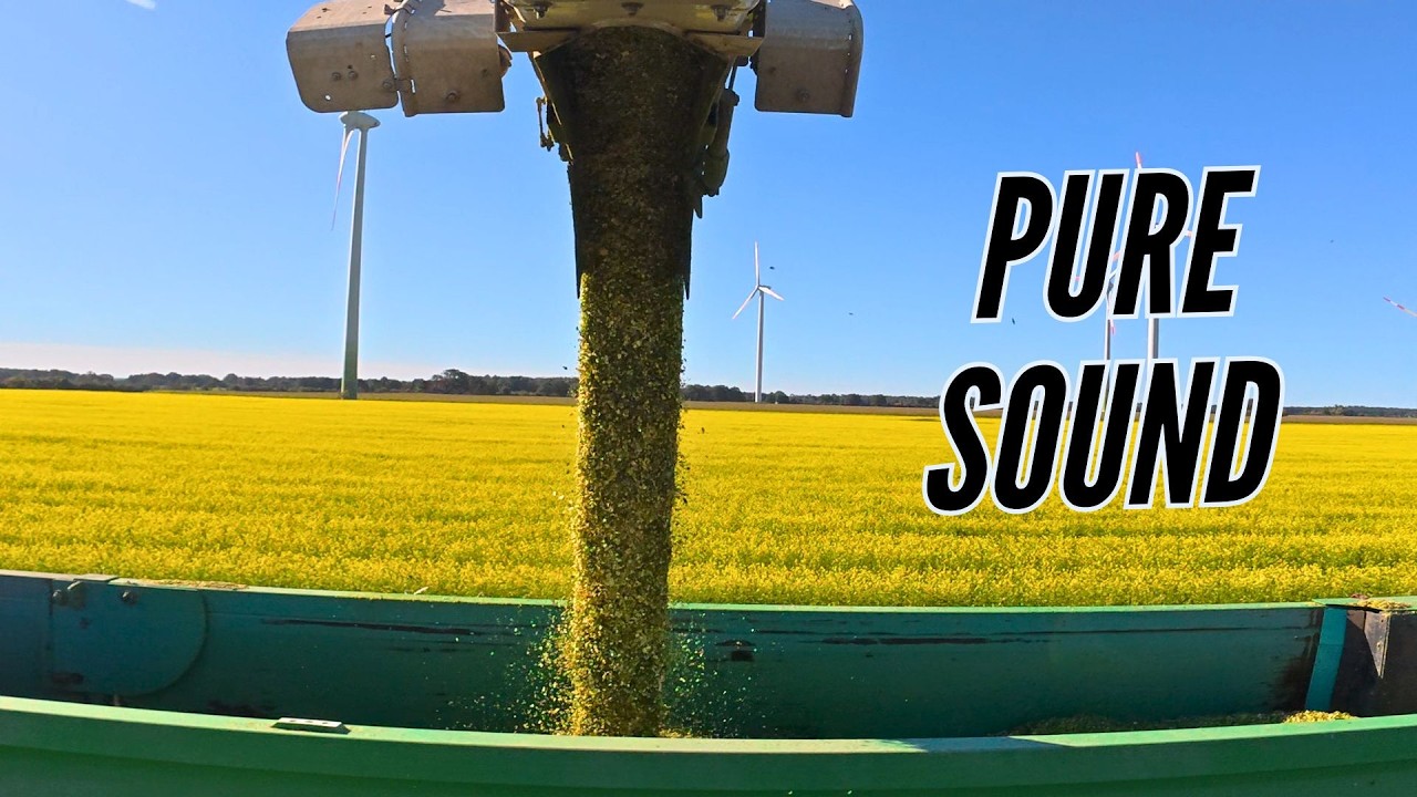 ASMR – Claas Jaguar 980 Maize Harvest | Real Farm Sound, No Talking