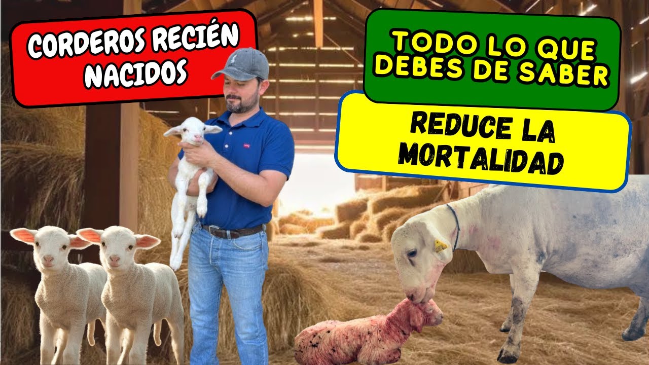 📍CUIDADOS DE LOS CORDEROS 🐑🐏 // MANEJO ANTES Y DESPUÉS DEL PARTO DE LA BORREGA Y LA CRÍA 🐑🐑✅