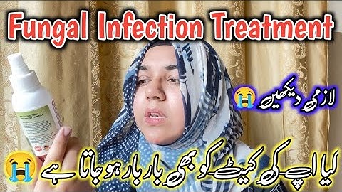 Apki Cat & Kitten ko Agr Fungal Infection bar bar hojata ha to ya Video Lazmi dakha😭