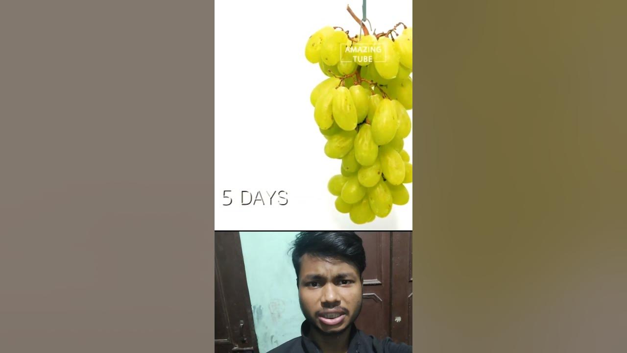 Grapes to Raisins(Kismis)Grapes Turning into Raisins in 40 Days Time