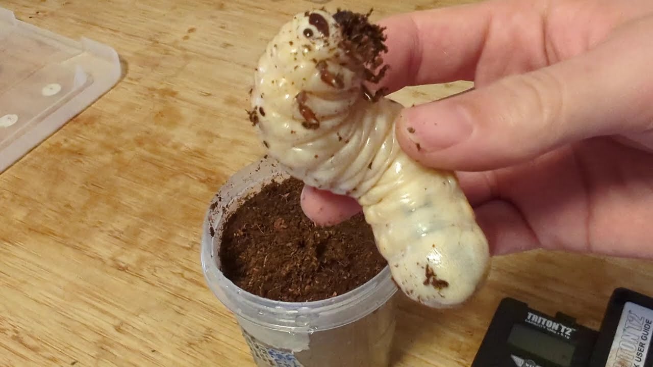 Goliathus goliatus L3 Larva Burrowing