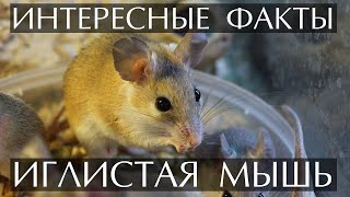 Иглистая мышь - интересные факты