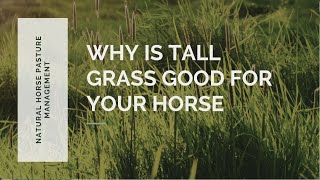 Why is tall grass good for your horse