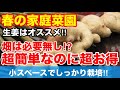 【しょうがプランター栽培】しょうがはプランター栽培の方が良いものが出来る⁉初心者でも簡単にチャレンジ!!さくチャンネルVer3【園芸】【初心者】【ガーデニング】【家庭菜園】