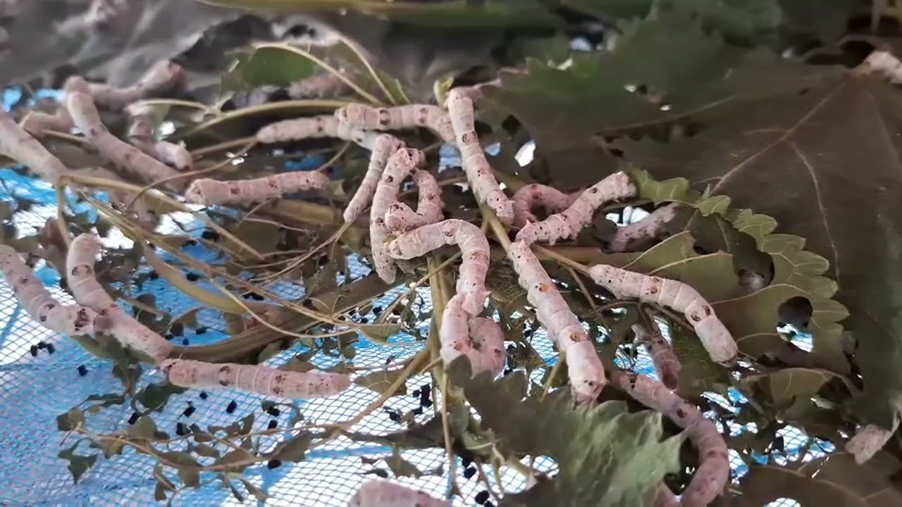 สินค้าเกษตรมูลค่าสูง (หนอนไหม) สำนักงานเกษตรอำเภอเวียงเก่า จังหวัดขอนแก่น