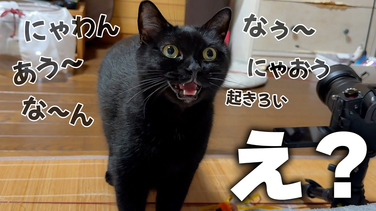 When I woke up in the morning, a pitch black cat started talking