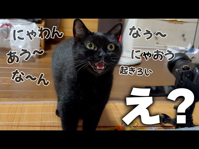 When I woke up in the morning, a pitch black cat started talking