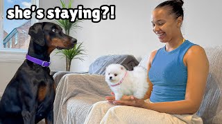 Crazy Doberman Meets Tiny Pomeranian Rescue