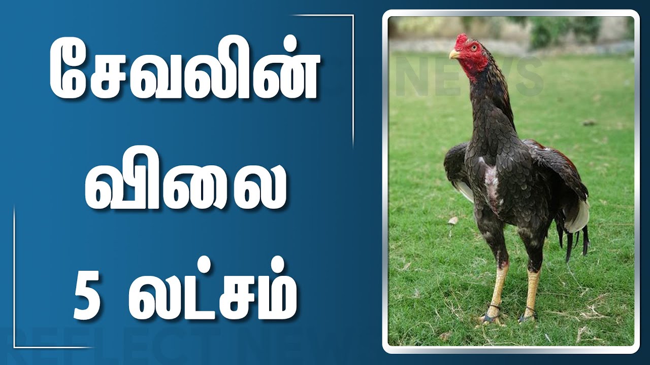 விலை ஏறிய சண்டை சேவல் Thindukal Rooster Price YouTube
