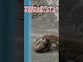 【親友の絆】7月15日ピンチの時はボクが守る！🥰いじめられたパンチくんを優しく庇うモモちゃんの温かい友情に涙腺崩壊。🌱 #パンチくん#shorts