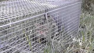 Gatto Selvatico Arrabbiatissimo