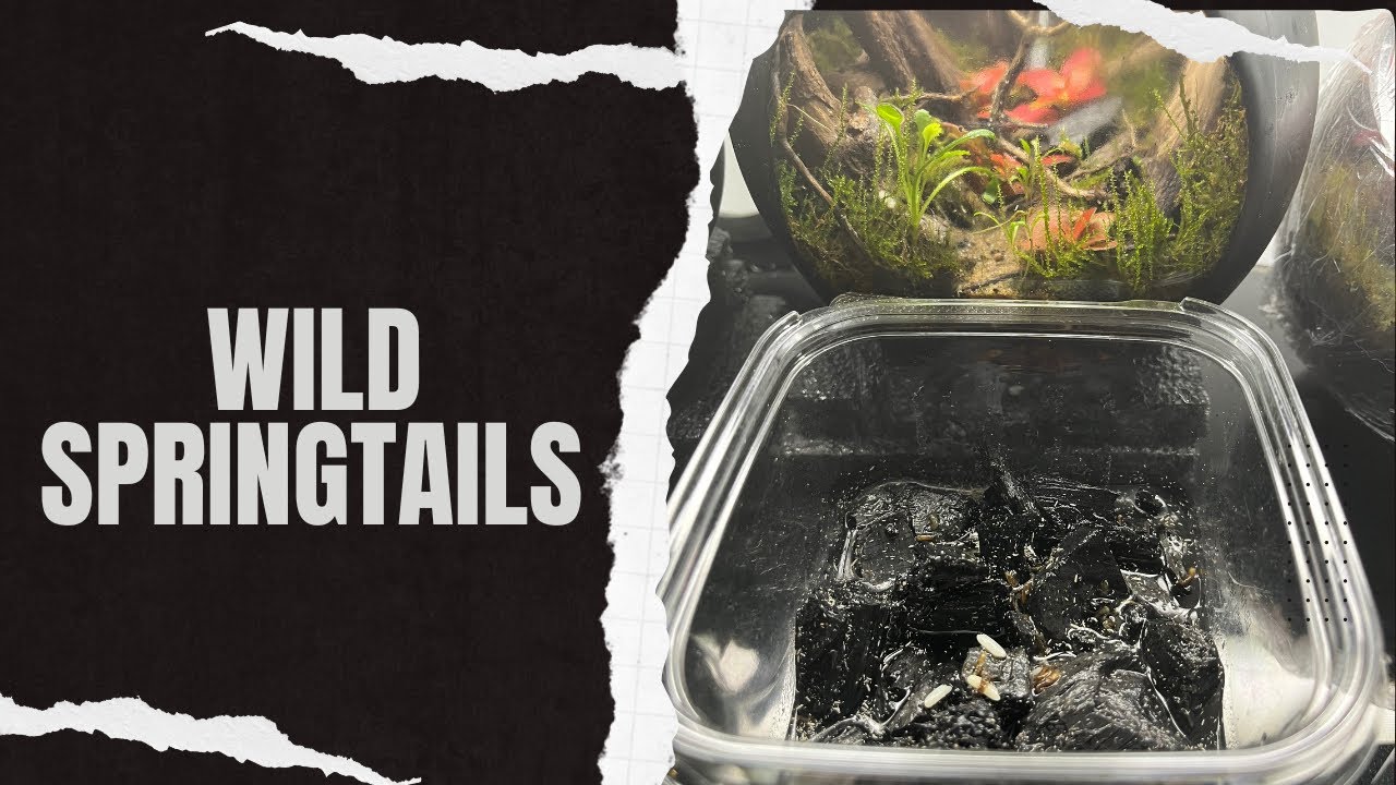 Catching wild Springtails Indoor during Winter season… (Chapter 13)