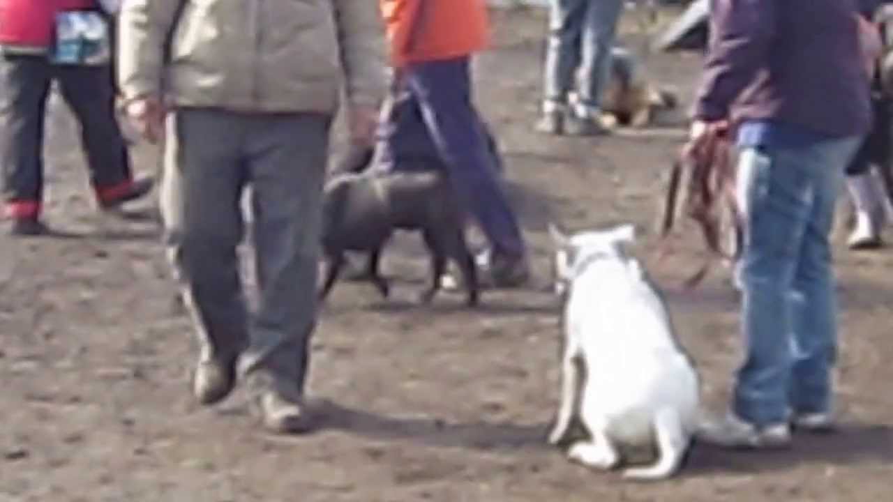 21 апрель 2013. 109