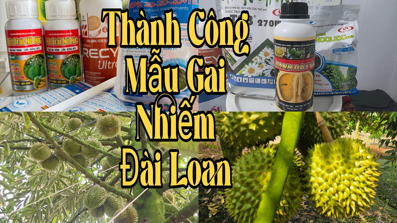 Cách Làm Mẫu Trái Tròn Gai Nhiếm Nặng Kg BẰNG PHÂN BÓN GÌ KHÔNG CHÁY LÁ SUY CÂY GIAI ĐOẠN MANG TRÁI