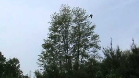 Tree Swallow Diary Part 5 - This is dangerous business!