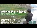 シーズン開幕！杉坂兄弟のフライフィッシング！愛媛県加茂川2025年2月。(前編)