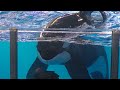 Orca Encounter (Different Angle) August 15, 2020 - SeaWorld San Antonio