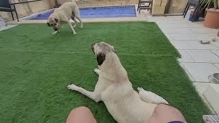 Mika the Kangal goes into heat. (2nd time) #kangal by Kangal Whisperer Mike 1,046 views 1 year ago 5 minutes