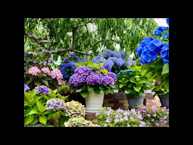 □11月【紫陽花の管理】植え替え・肥料・うどんこ病など - YouTube