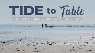 Tide to Table: The Remarkable Journey of Oysters TRAILER | Pace Docs 2022