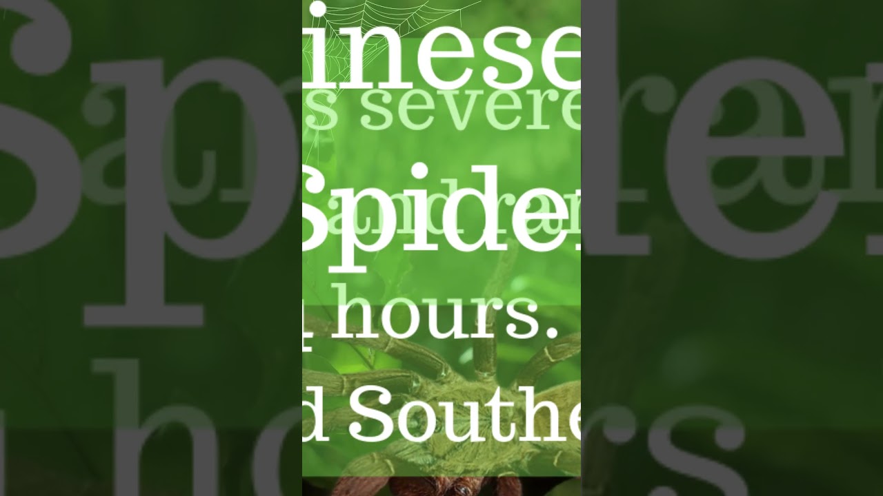 Top 10 Deadliest Spiders You Won't Believe Exist! Part 1